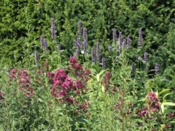 Veränderte Flammenblume 'Natural Feelings' ® -Angebote Blumen Takt Store veraenderte flammenblume natural feelings m059925 w 4