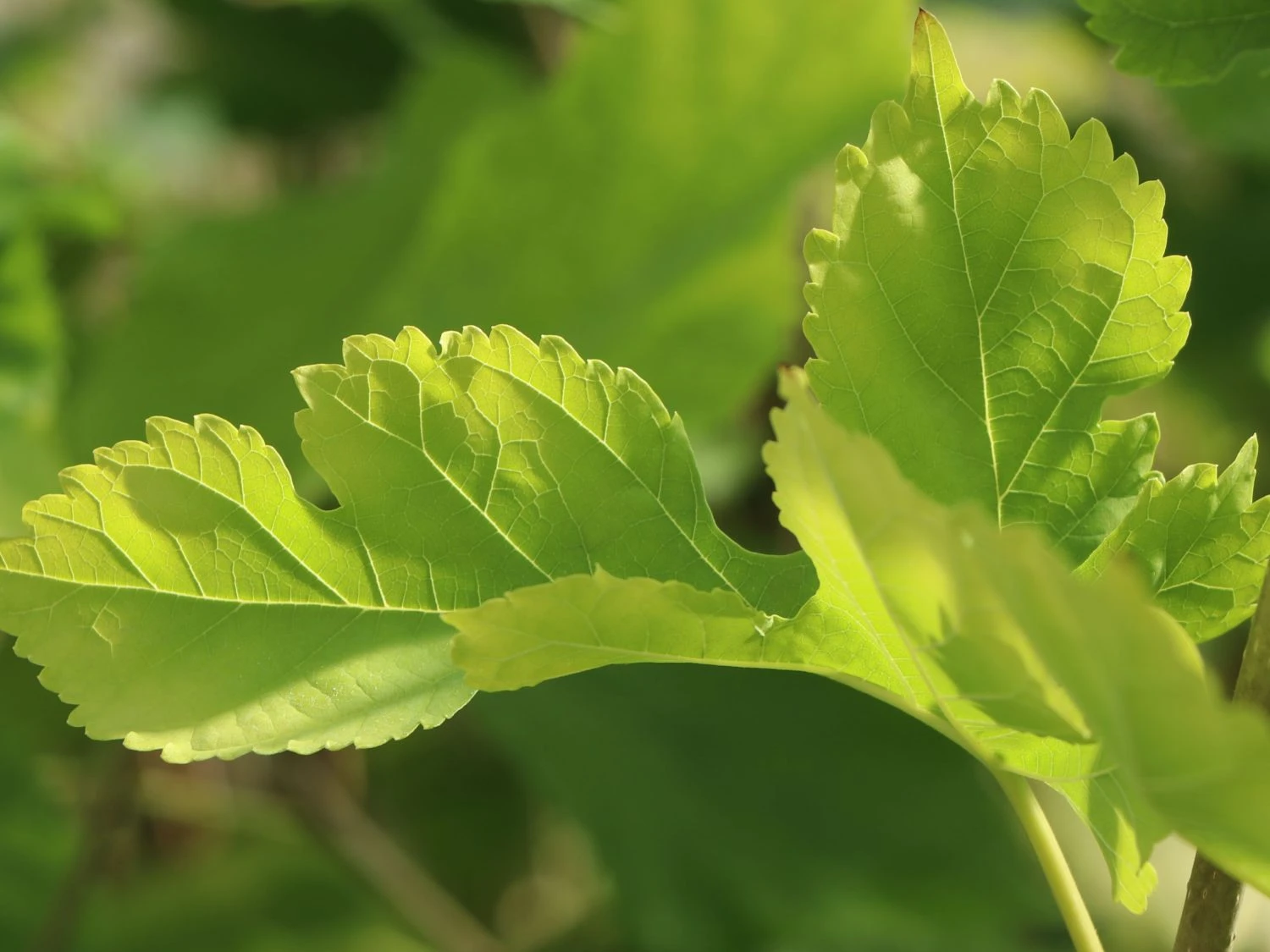Weiße Maulbeere 'Gelappte Weiße' 3 Weiße Maulbeere 'Gelappte Weiße'