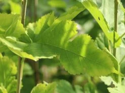 Weiße Maulbeere 'Gelappte Weiße' 9 Weiße Maulbeere 'Gelappte Weiße' -Angebote Blumen Takt Store weisse maulbeere gelappte weisse m114887 w 0