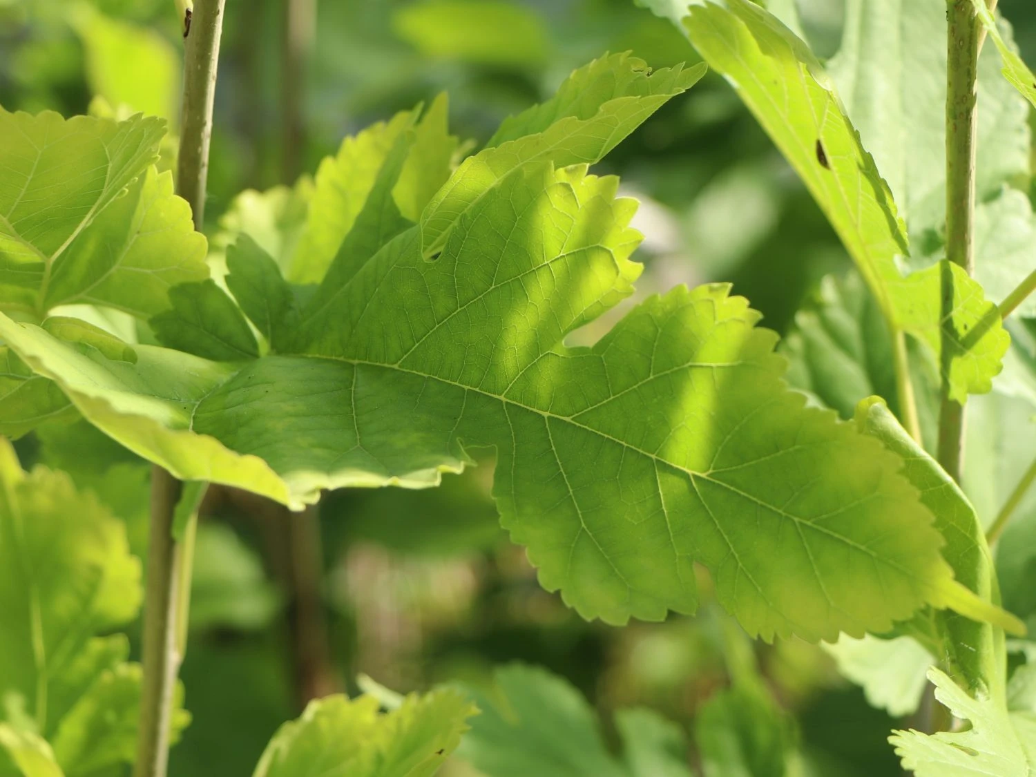 Weiße Maulbeere 'Gelappte Weiße' 6 Weiße Maulbeere 'Gelappte Weiße' – Bild 4