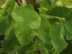 Weiße Maulbeere 'Gelappte Weiße' 8 Weiße Maulbeere 'Gelappte Weiße' -Angebote Blumen Takt Store weisse maulbeere gelappte weisse m114887 w 1