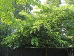 Weiße Maulbeere 'Gelappte Weiße' 7 Weiße Maulbeere 'Gelappte Weiße' -Angebote Blumen Takt Store weisse maulbeere gelappte weisse m114887 w 2