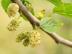 Weiße Maulbeere -Angebote Blumen Takt Store weisse maulbeere m012096 w 0