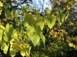 Weiße Maulbeere -Angebote Blumen Takt Store weisse maulbeere m012096 w 3