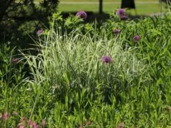 Weißgestreifter Chinaschilf 'Variegatus' -Angebote Blumen Takt Store weissgestreifter chinaschilf variegatus m009083 w 0