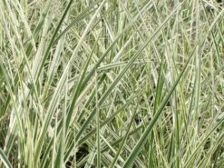 Weißgestreifter Chinaschilf 'Variegatus' -Angebote Blumen Takt Store weissgestreifter chinaschilf variegatus m009083 w 1