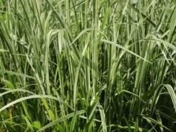 Weißgestreifter Chinaschilf 'Variegatus' -Angebote Blumen Takt Store weissgestreifter chinaschilf variegatus m009083 w 2