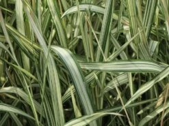 Weißgestreifter Chinaschilf 'Variegatus' -Angebote Blumen Takt Store weissgestreifter chinaschilf variegatus m009083 w 3