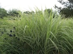 Weißgestreifter Chinaschilf 'Variegatus' -Angebote Blumen Takt Store weissgestreifter chinaschilf variegatus m009083 w 5