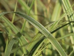 Weißgestreifter Chinaschilf 'Variegatus' -Angebote Blumen Takt Store weissgestreifter chinaschilf variegatus m009083 w 6