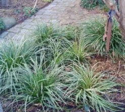 Weißrandige Segge / Japan-Segge 'Icedance' -Angebote Blumen Takt Store weissrandige segge japan segge icedance m054252 751854 0 1