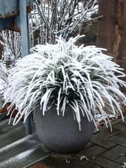 Weißrandige Segge / Japan-Segge 'Icedance' -Angebote Blumen Takt Store weissrandige segge japan segge icedance m054252 751854 0