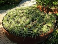 Weißrandige Segge / Japan-Segge 'Icedance' -Angebote Blumen Takt Store weissrandige segge japan segge icedance m054252 w 0