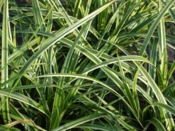 Weißrandige Segge / Japan-Segge 'Icedance' -Angebote Blumen Takt Store weissrandige segge japan segge icedance m054252 w 1