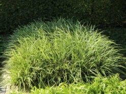 Weißrandige Segge / Japan-Segge 'Icedance' -Angebote Blumen Takt Store weissrandige segge japan segge icedance m054252 w 2