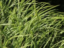 Weißrandige Segge / Japan-Segge 'Icedance' -Angebote Blumen Takt Store weissrandige segge japan segge icedance m054252 w 3