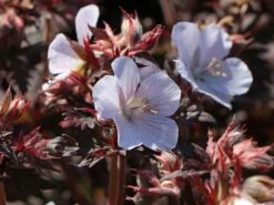 Wiesen-Storchschnabel 'Black'n White Army' -Angebote Blumen Takt Store wiesen storchschnabel blackn white army m102100 w 1