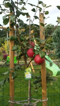 Winterapfel 'Schöner Aus Boskoop' 27 Winterapfel 'Schöner Aus Boskoop' -Angebote Blumen Takt Store winterapfel boskoop bzw schoener von boskoop m004790 670970 0