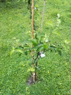 Winterapfel 'Schöner Aus Boskoop' 26 Winterapfel 'Schöner Aus Boskoop' -Angebote Blumen Takt Store winterapfel boskoop bzw schoener von boskoop m004790 863541 0