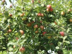 Winterapfel 'Schöner Aus Boskoop' 22 Winterapfel 'Schöner Aus Boskoop' -Angebote Blumen Takt Store winterapfel boskoop bzw schoener von boskoop m004790 w 4