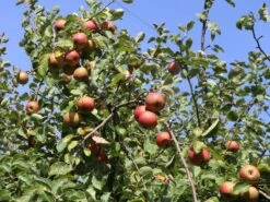 Winterapfel 'Schöner Aus Boskoop' 21 Winterapfel 'Schöner Aus Boskoop' -Angebote Blumen Takt Store winterapfel boskoop bzw schoener von boskoop m004790 w 5