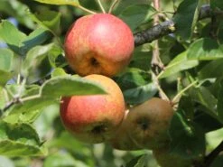 Winterapfel 'Schöner Aus Boskoop' 24 Winterapfel 'Schöner Aus Boskoop' -Angebote Blumen Takt Store winterapfel boskoop bzw schoener von boskoop m004790 w 6