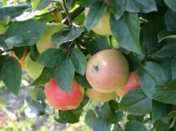 Winterapfel 'Goldparmäne' -Angebote Blumen Takt Store winterapfel goldparmaene m004848 w 0