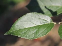 Winterapfel 'Goldparmäne' -Angebote Blumen Takt Store winterapfel goldparmaene m004848 w 3