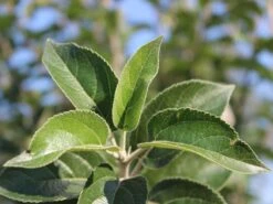 Winterapfel 'Goldparmäne' -Angebote Blumen Takt Store winterapfel goldparmaene m004848 w 4