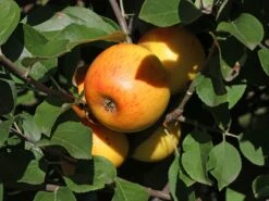 Winterapfel 'Goldparmäne' -Angebote Blumen Takt Store winterapfel goldparmaene m004848 w 5