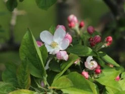 Winterapfel 'Goldparmäne' -Angebote Blumen Takt Store winterapfel goldparmaene m004848 w 8