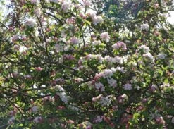Winterapfel 'Schöner Aus Boskoop' 18 Winterapfel 'Schöner Aus Boskoop' -Angebote Blumen Takt Store winterapfel schoener aus boskoop m004790 w 1