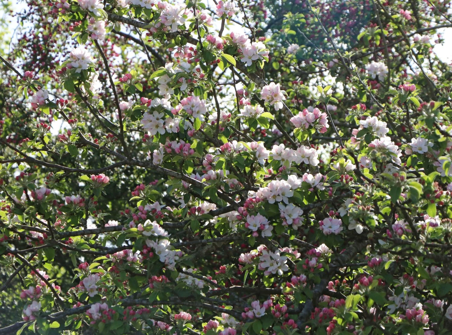 Winterapfel 'Schöner Aus Boskoop' 6 Winterapfel 'Schöner Aus Boskoop' – Bild 4