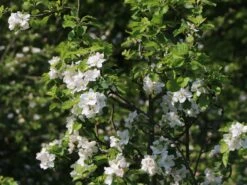 Winterapfel 'Schöner Aus Boskoop' 19 Winterapfel 'Schöner Aus Boskoop' -Angebote Blumen Takt Store winterapfel schoener aus boskoop m004790 w 2