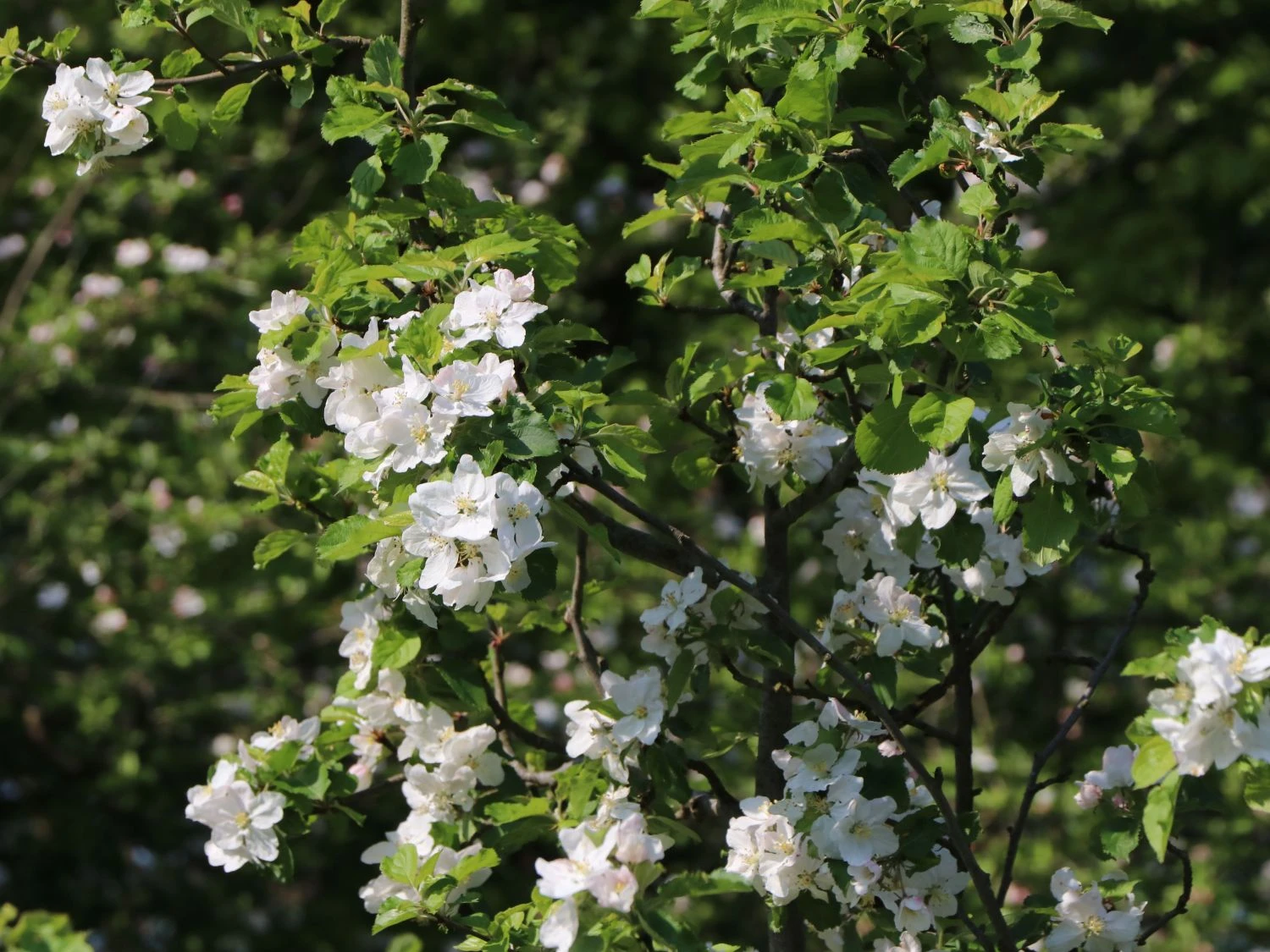 Winterapfel 'Schöner Aus Boskoop' 7 Winterapfel 'Schöner Aus Boskoop' – Bild 5