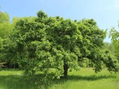 Winterapfel 'Schöner Aus Boskoop' 17 Winterapfel 'Schöner Aus Boskoop' -Angebote Blumen Takt Store winterapfel schoener aus boskoop m004790 w 3
