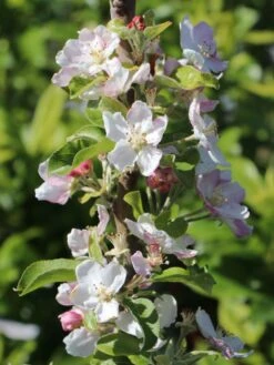 Winterapfel 'Spartan' -Angebote Blumen Takt Store winterapfel spartan m006602 w 1