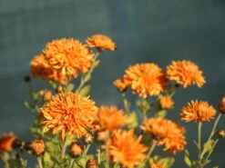 Winteraster 'Ordenstern' -Angebote Blumen Takt Store winteraster ordenstern m044685 w 1