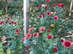 Winteraster 'Pizzicato' -Angebote Blumen Takt Store winteraster pizzicato m074176 899316 0