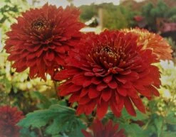 Winteraster 'Pizzicato' -Angebote Blumen Takt Store winteraster pizzicato m074176 958039 0