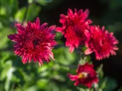 Winteraster 'Pizzicato' -Angebote Blumen Takt Store winteraster pizzicato m074176 w 0