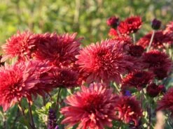 Winteraster 'Pizzicato' -Angebote Blumen Takt Store winteraster pizzicato m074176 w 1