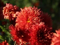 Winteraster 'Pizzicato' -Angebote Blumen Takt Store winteraster pizzicato m074176 w 3