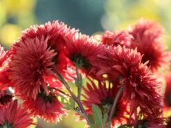 Winteraster 'Pizzicato' -Angebote Blumen Takt Store winteraster pizzicato m074176 w 4