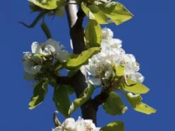 Winterbirne 'Bosc's Flaschenbirne' / 'Kaiser Alexander' -Angebote Blumen Takt Store winterbirne boscs flaschenbirne kaiser alexander m002610 w 0