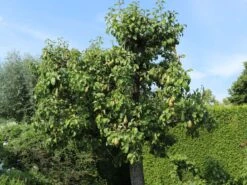 Winterbirne 'Bosc's Flaschenbirne' / 'Kaiser Alexander' -Angebote Blumen Takt Store winterbirne boscs flaschenbirne kaiser alexander m002610 w 1