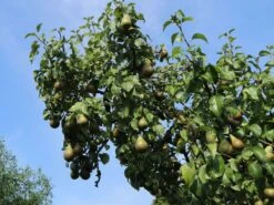 Winterbirne 'Bosc's Flaschenbirne' / 'Kaiser Alexander' -Angebote Blumen Takt Store winterbirne boscs flaschenbirne kaiser alexander m002610 w 2