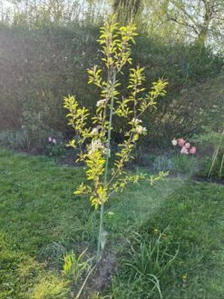 Winterbirne 'Gräfin Von Paris' / 'Comtesse De Paris' -Angebote Blumen Takt Store winterbirne graefin von paris comtesse de paris m005056 1204303 0