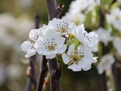 Winterbirne 'Gräfin Von Paris' / 'Comtesse De Paris' -Angebote Blumen Takt Store winterbirne graefin von paris comtesse de paris m005056 w 0
