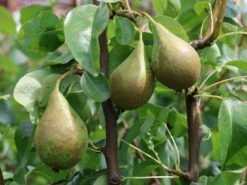 Winterbirne 'Gräfin Von Paris' / 'Comtesse De Paris' -Angebote Blumen Takt Store winterbirne graefin von paris comtesse de paris m005056 w 2